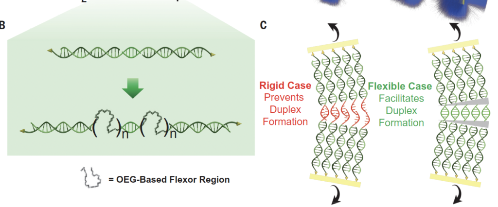 spacer molecules inside the DNA